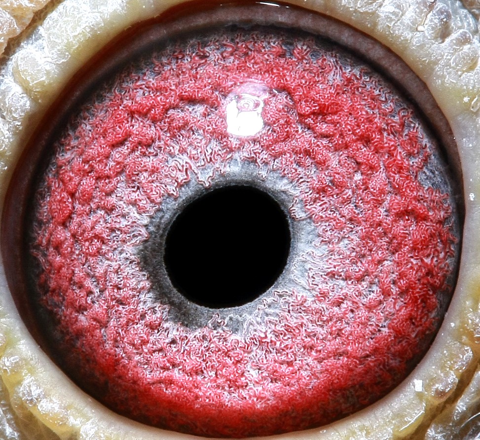 世界大名鸽【健将】:直孙 保证金级 拍卖