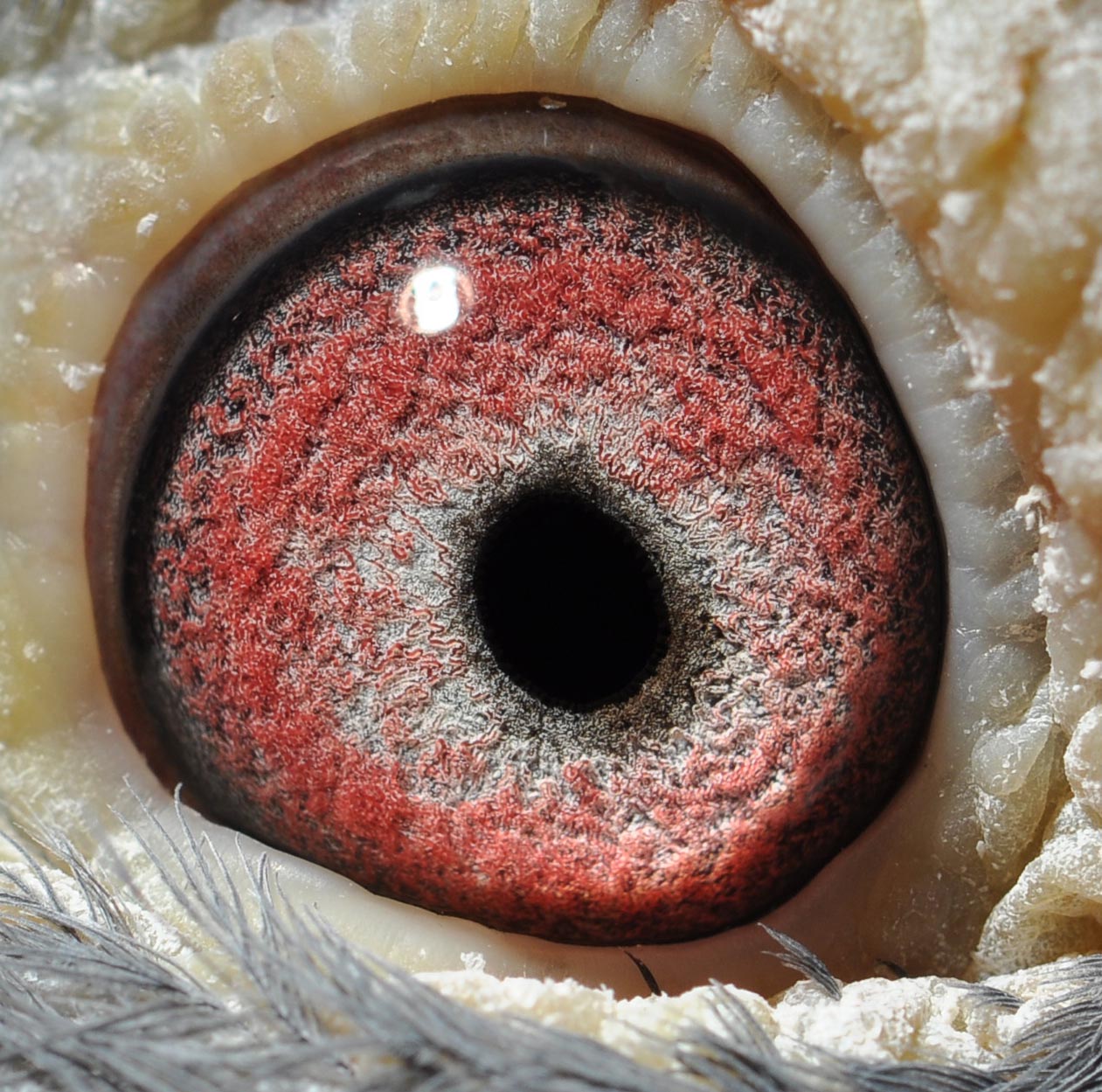 信鸽拍卖首页 拍卖专题 >> 查看拍卖商品 运输描述 请注意运输费用:如