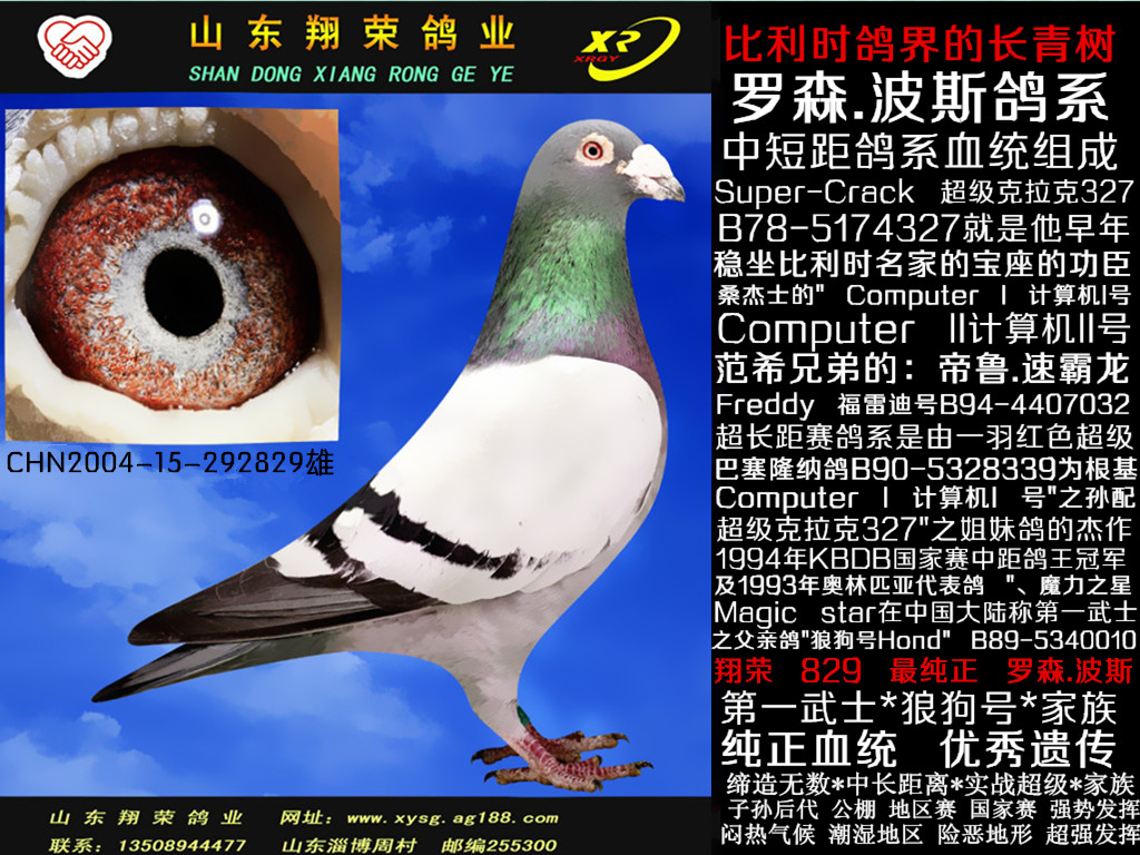 日本赛鸽大名鸽图片图片