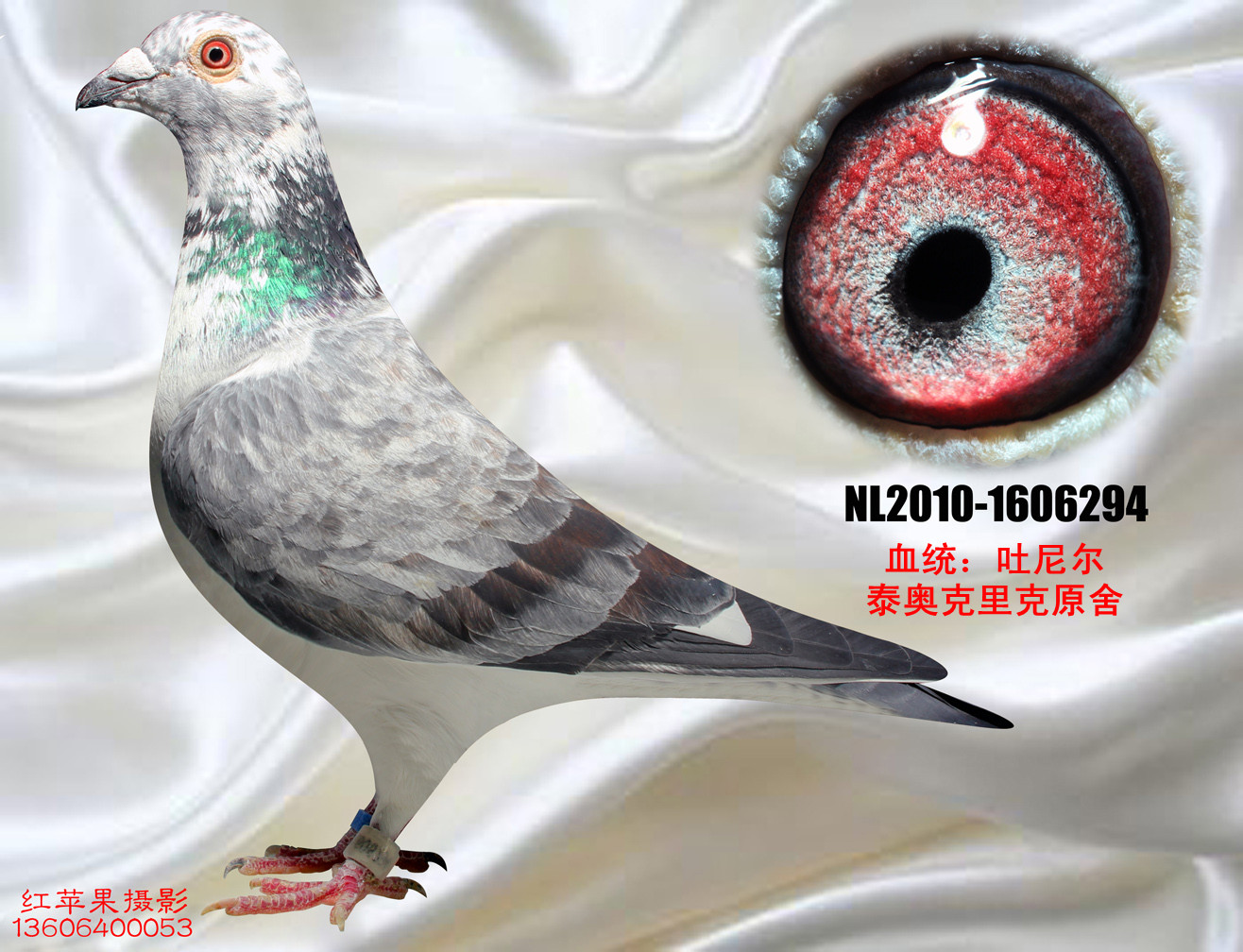 麒麟花 保证金级 拍卖