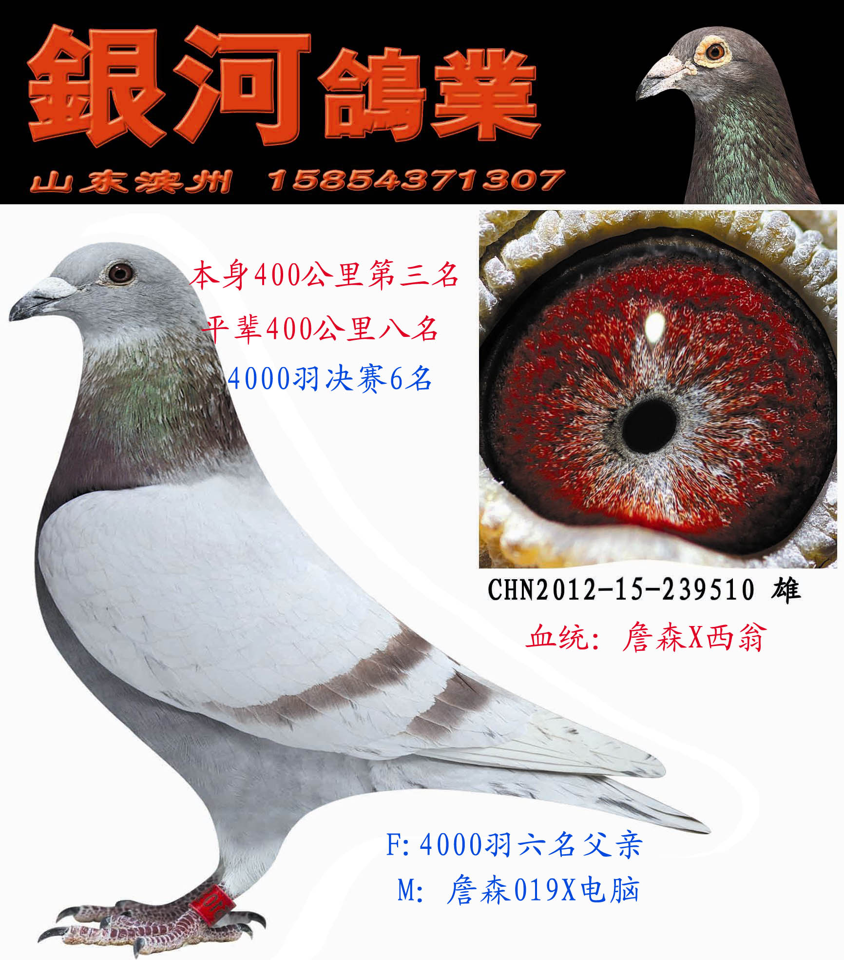 詹森x西翁 保证金级 拍卖