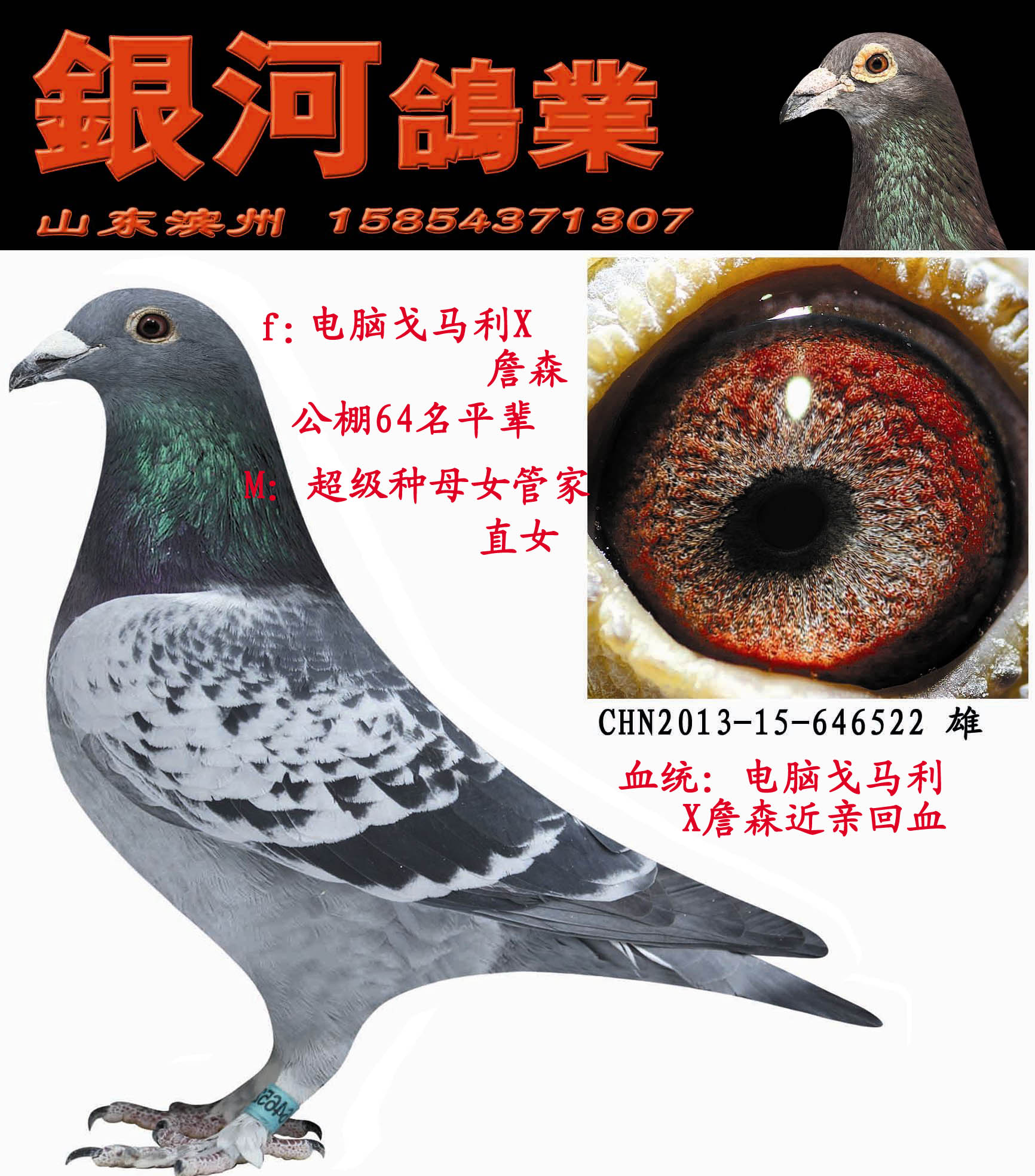 信鸽在线拍卖平台 - 中国信鸽信息网