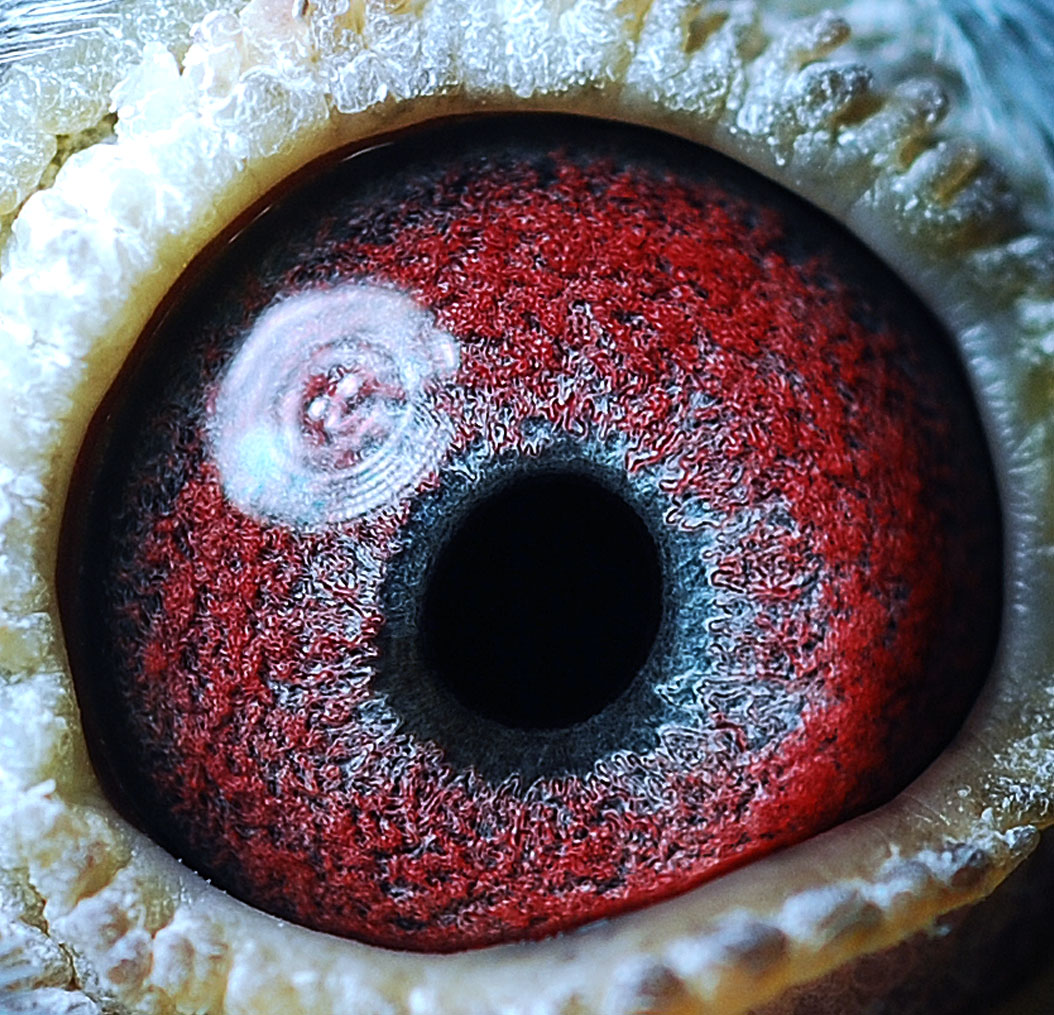 詹森麦克斯传奇05*白羽号回血 保证金级 拍卖