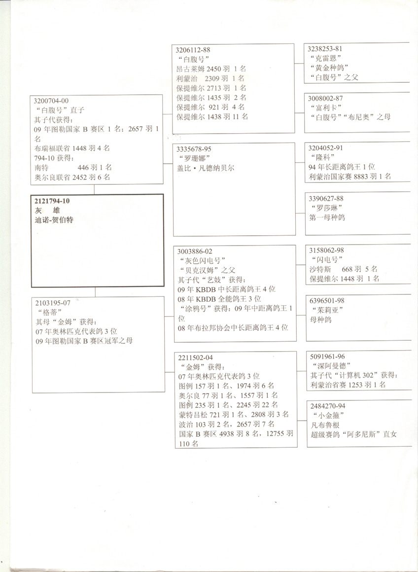 信鴿在線拍賣平臺 - 中國信鴿信息網