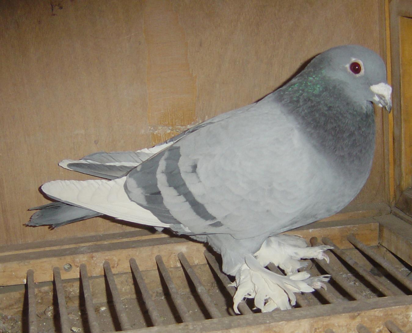 信鸽在线拍卖平台 - 中国信鸽信息网