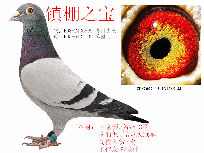 镇棚之宝半兄妹 保证金级 拍卖