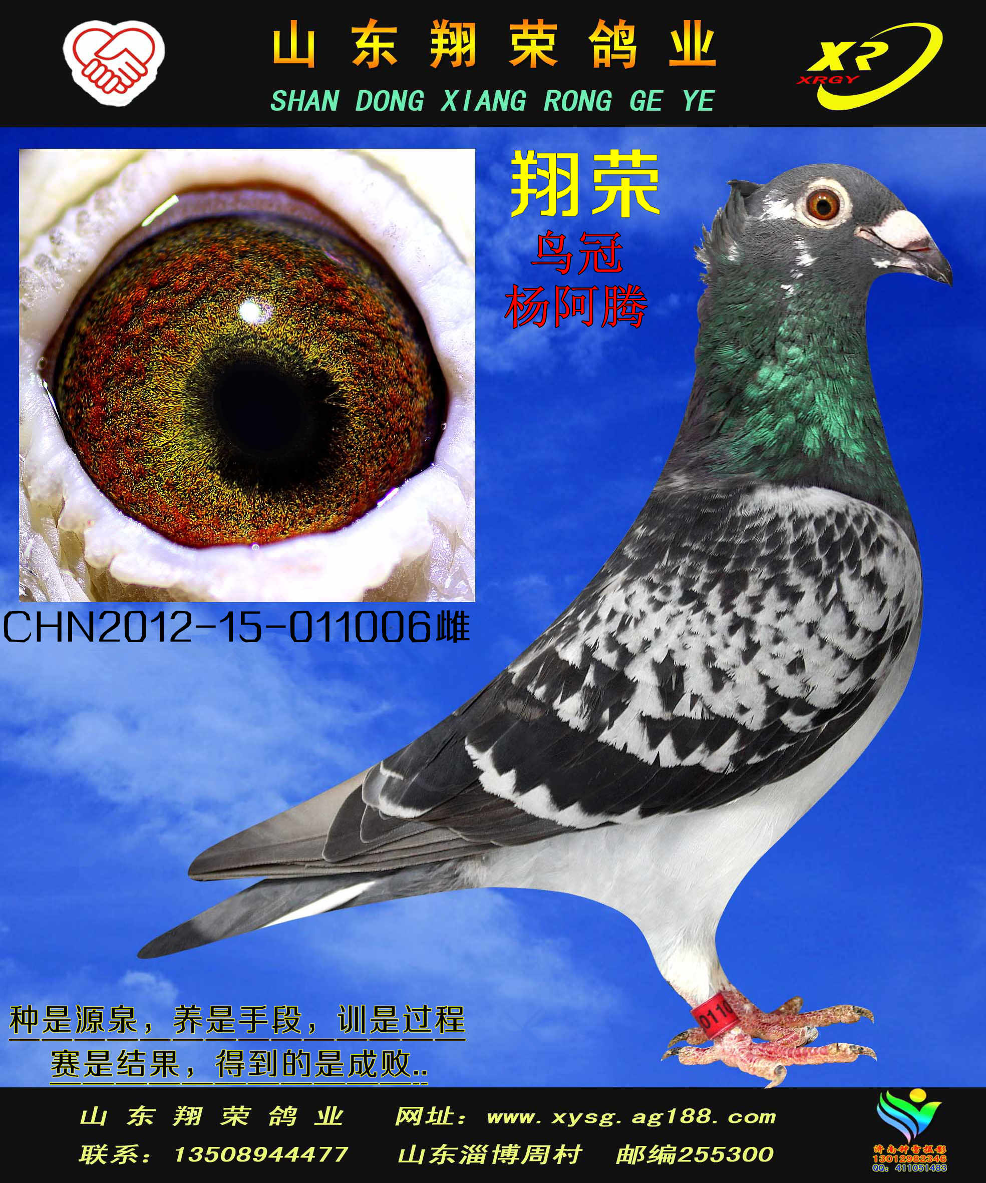 翔荣巴腾伯格米卫鸟冠