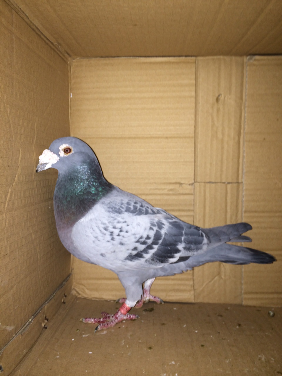 信鸽在线拍卖平台 - 中国信鸽信息网