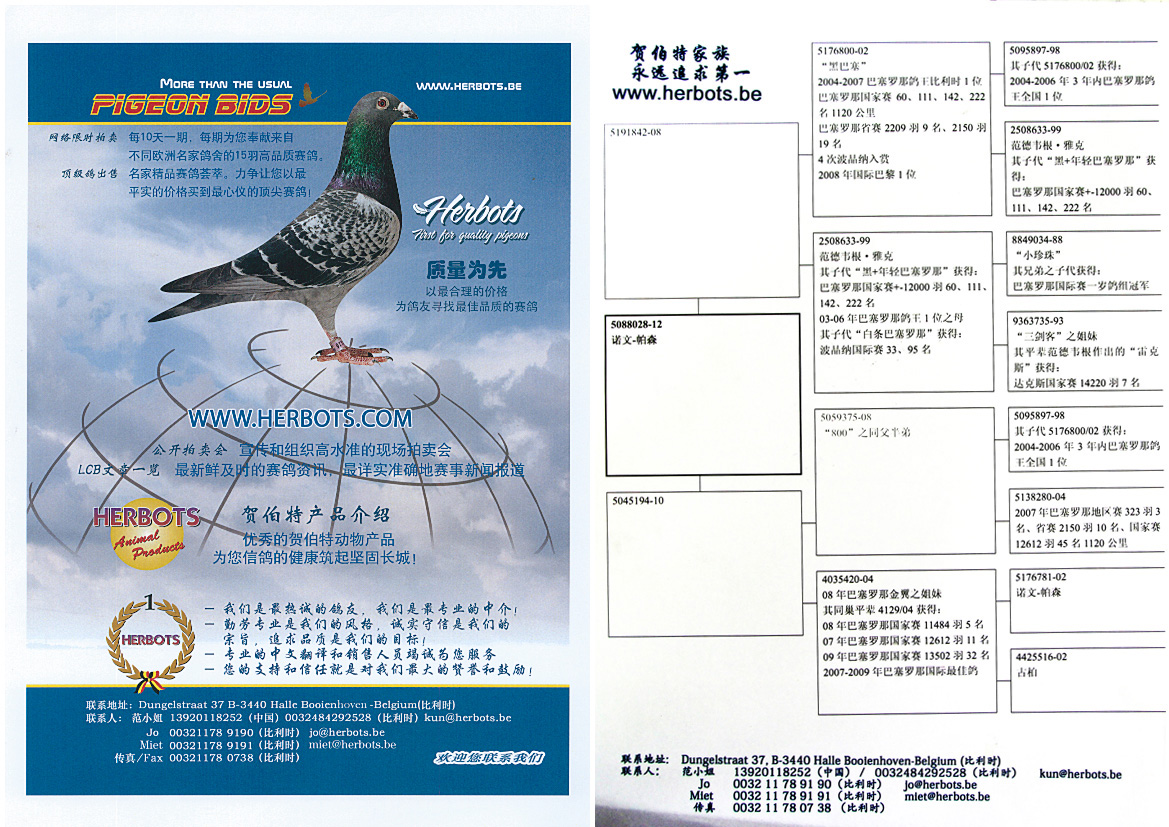 信鸽在线拍卖平台 - 中国信鸽信息网