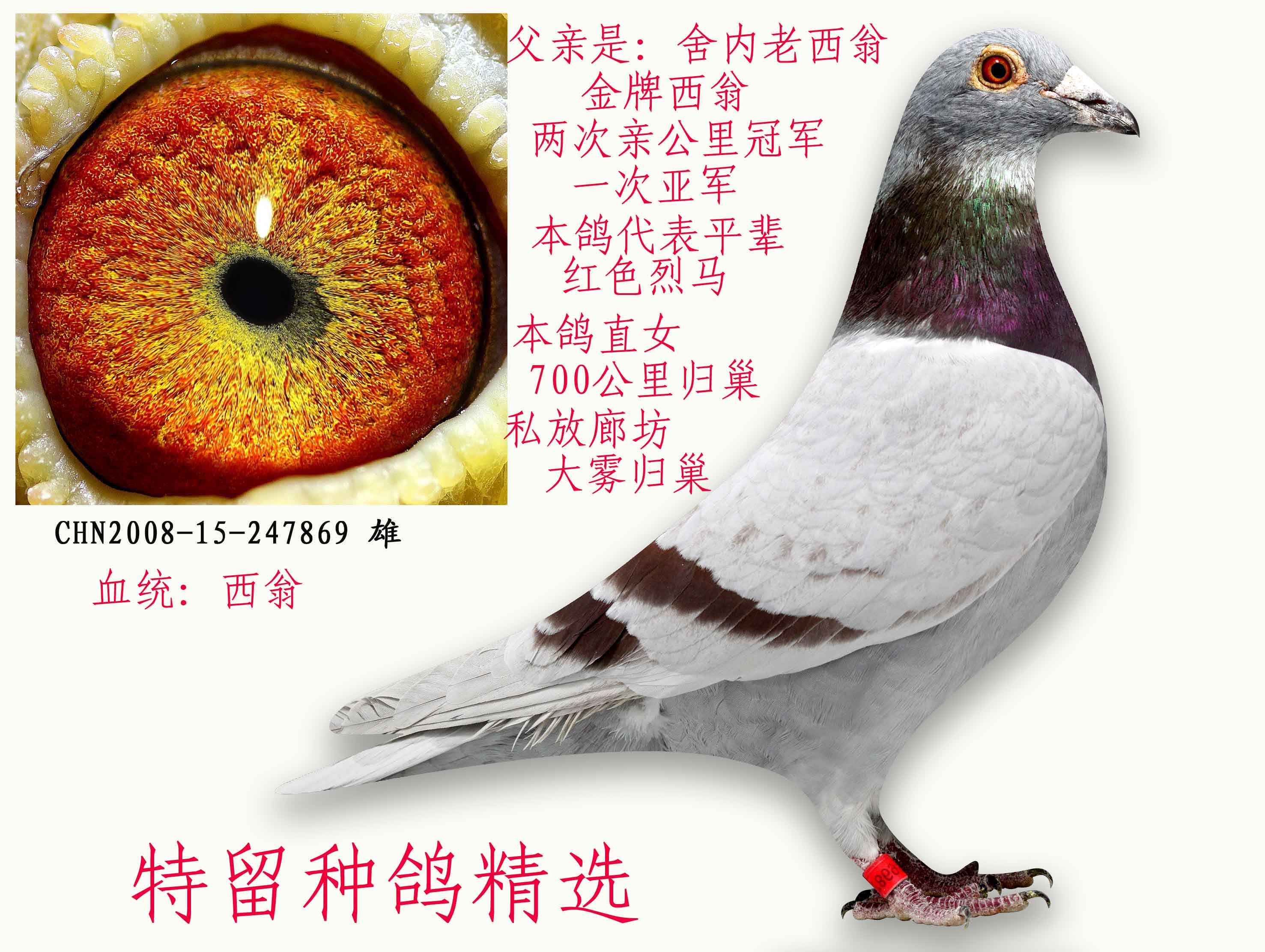 信鸽在线拍卖平台 - 中国信鸽信息网
