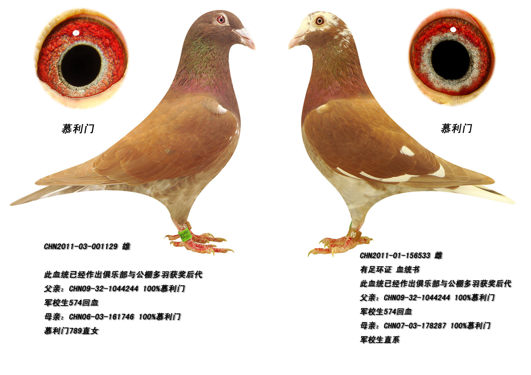 信鴿在線拍賣平臺 - 中國信鴿信息網