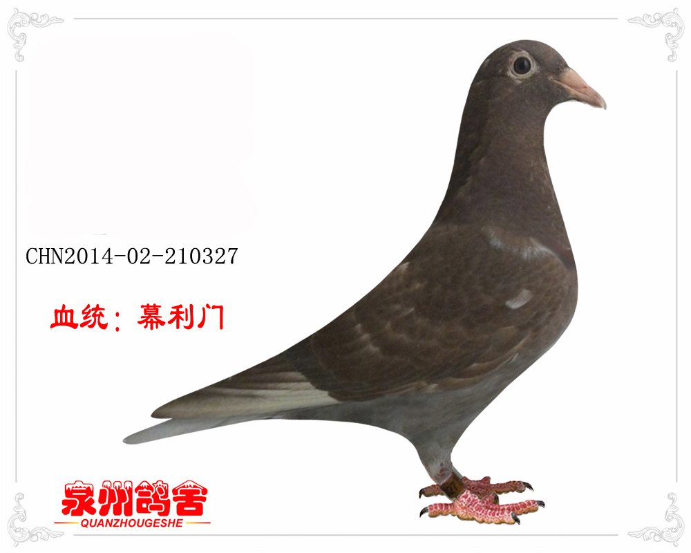 幕利门大红袍 保证金级 拍卖