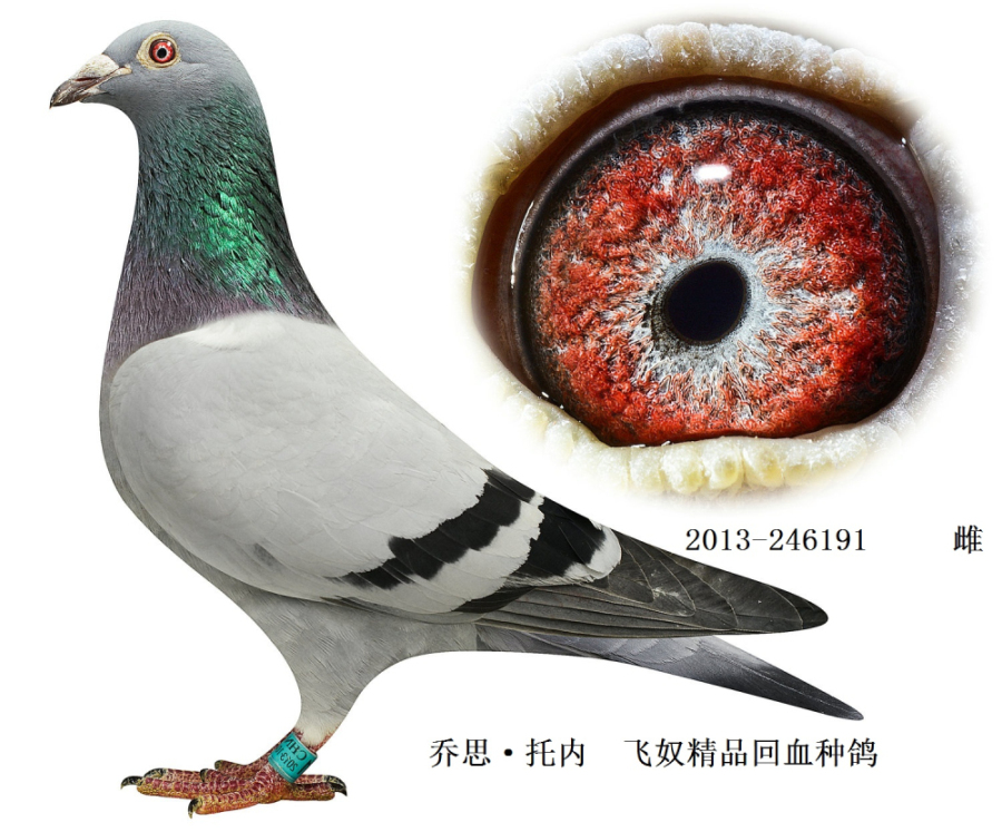 9,乔思·托内 飞奴精品回血种鸽 保证金级 拍卖