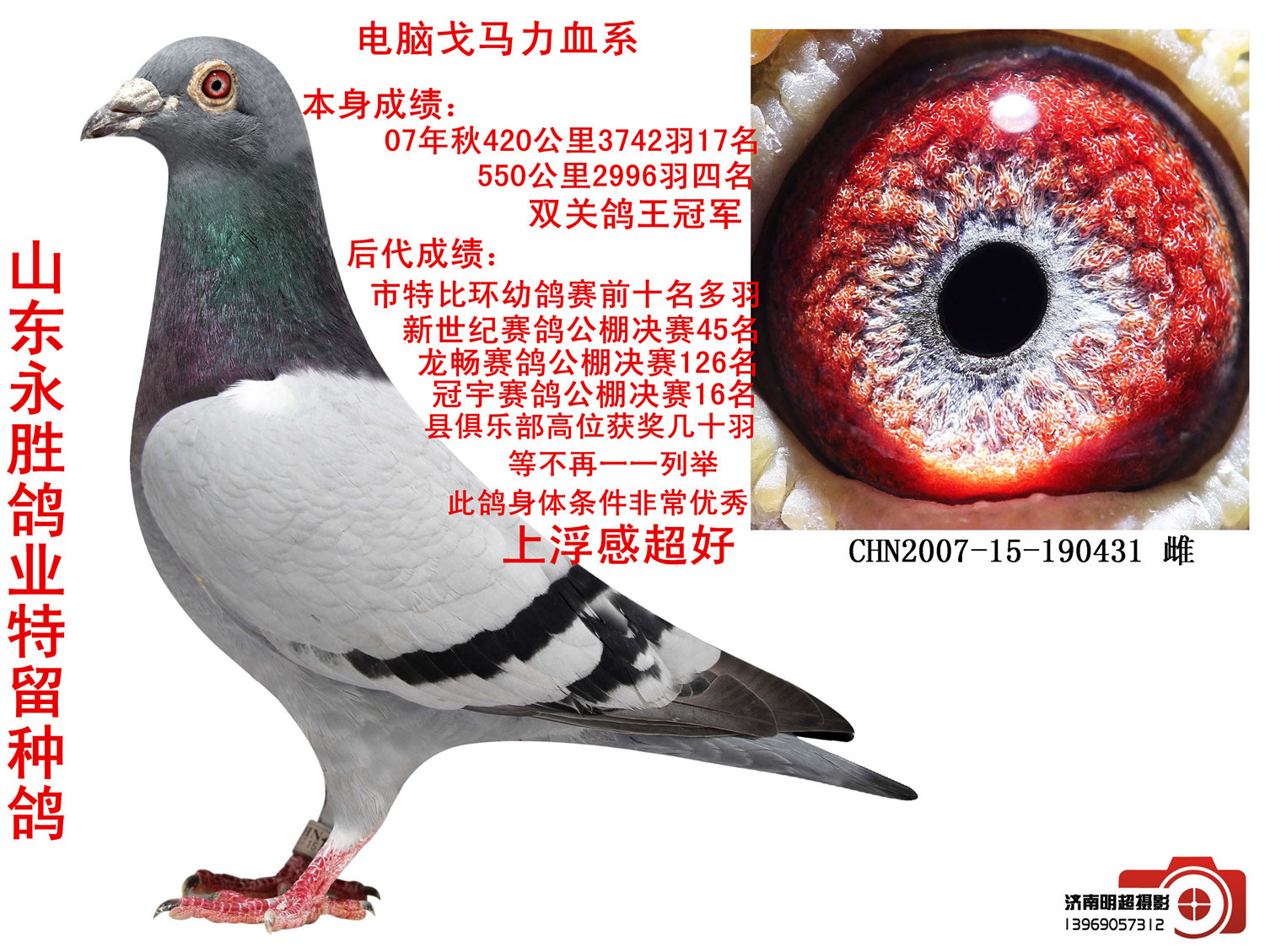 永胜鸽业 保证金级 拍卖