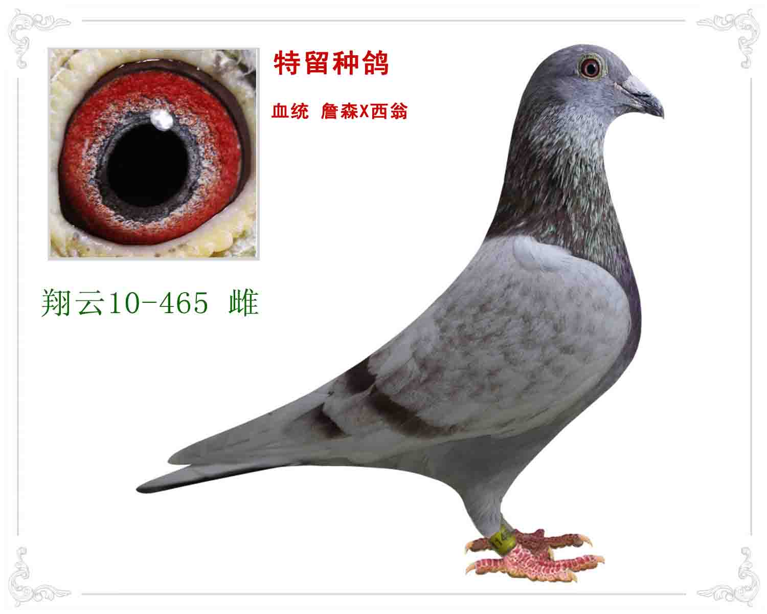 詹森x西翁 保证金级 拍卖