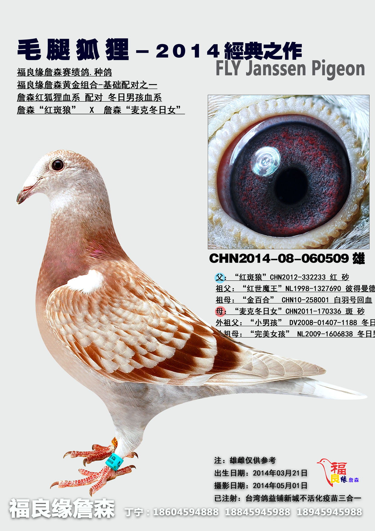 詹森毛腿狐狸-2014经典之作 保证金级 拍卖