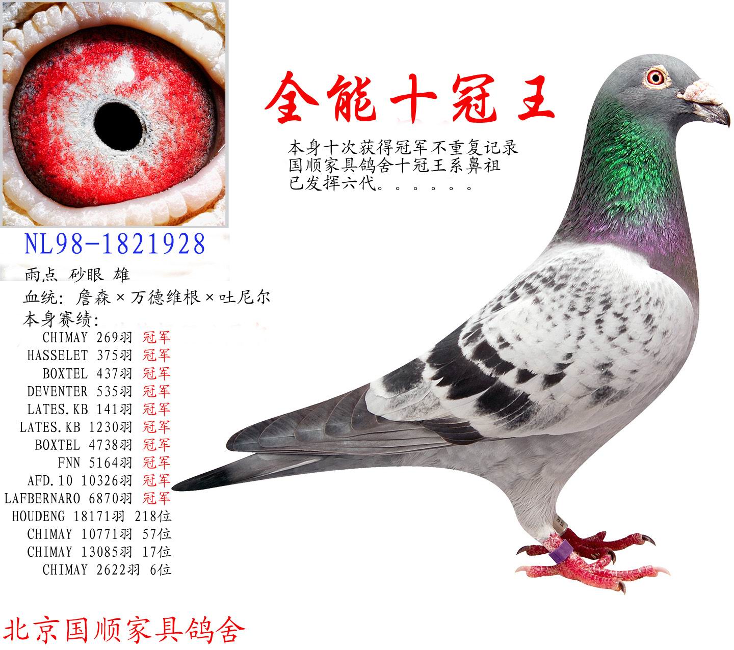 信鸽在线拍卖平台 - 中国信鸽信息网