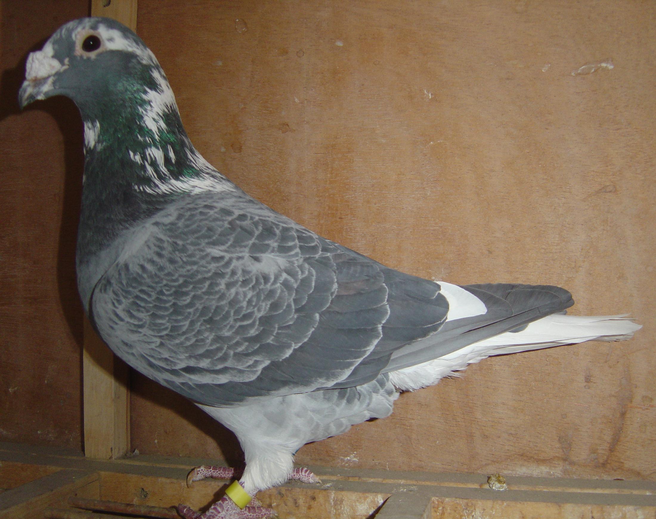 信鸽在线拍卖平台 - 中国信鸽信息网