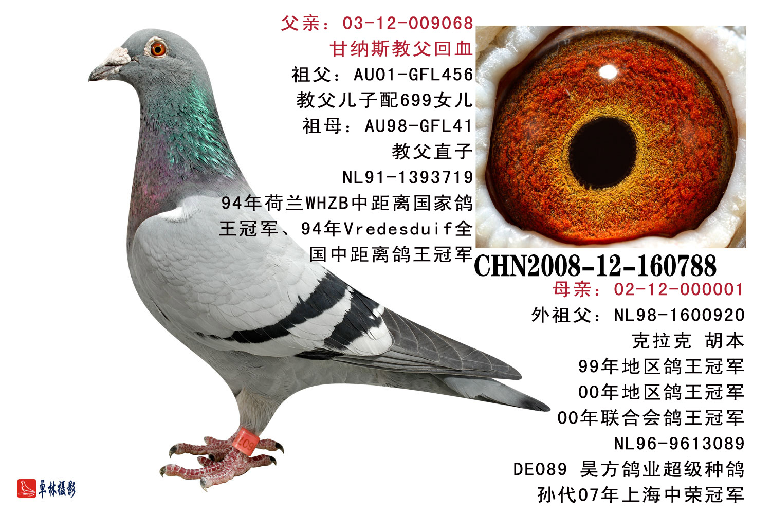 所以我们保证所有老种鸽作育正常!