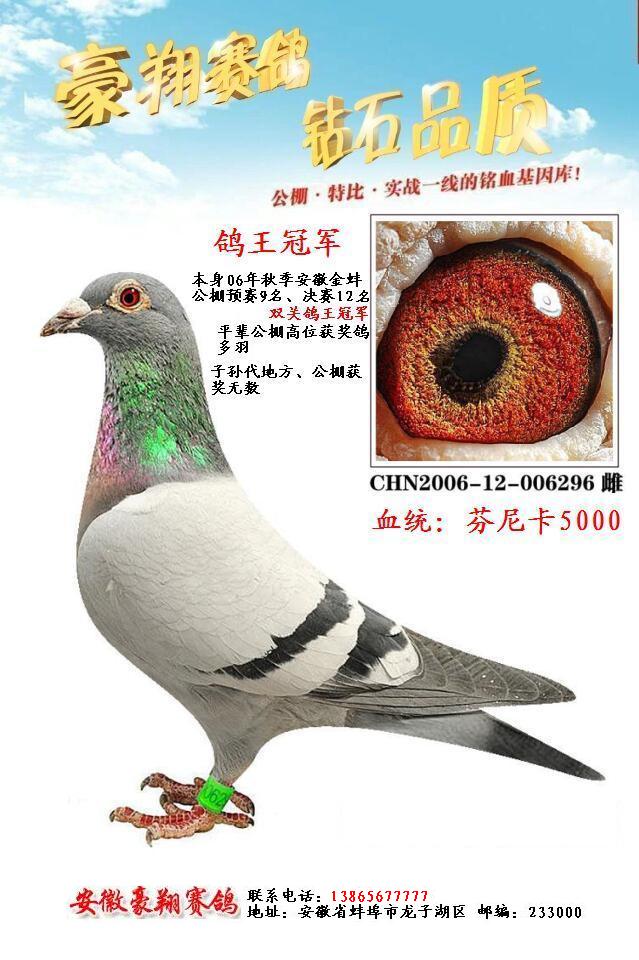 公棚鸽王冠军近亲组合 保证金级 拍卖