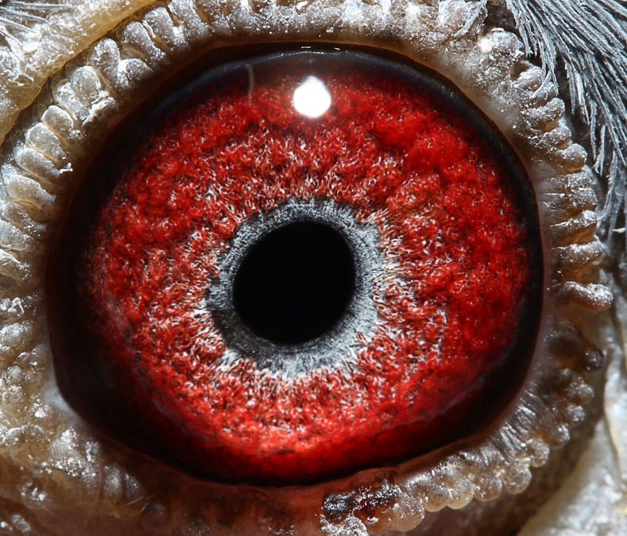 盛世金母火凤凰近亲 保证金级 拍卖