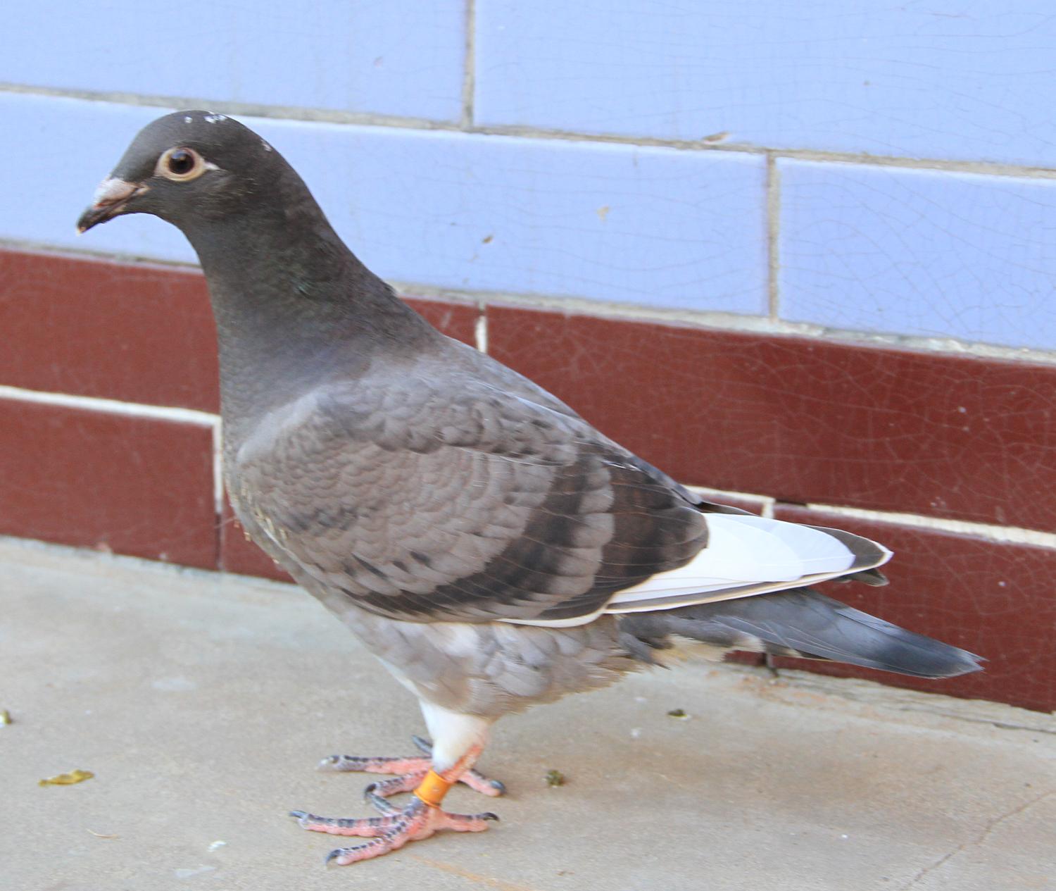 【慕利门军校生】 保证金级 拍卖