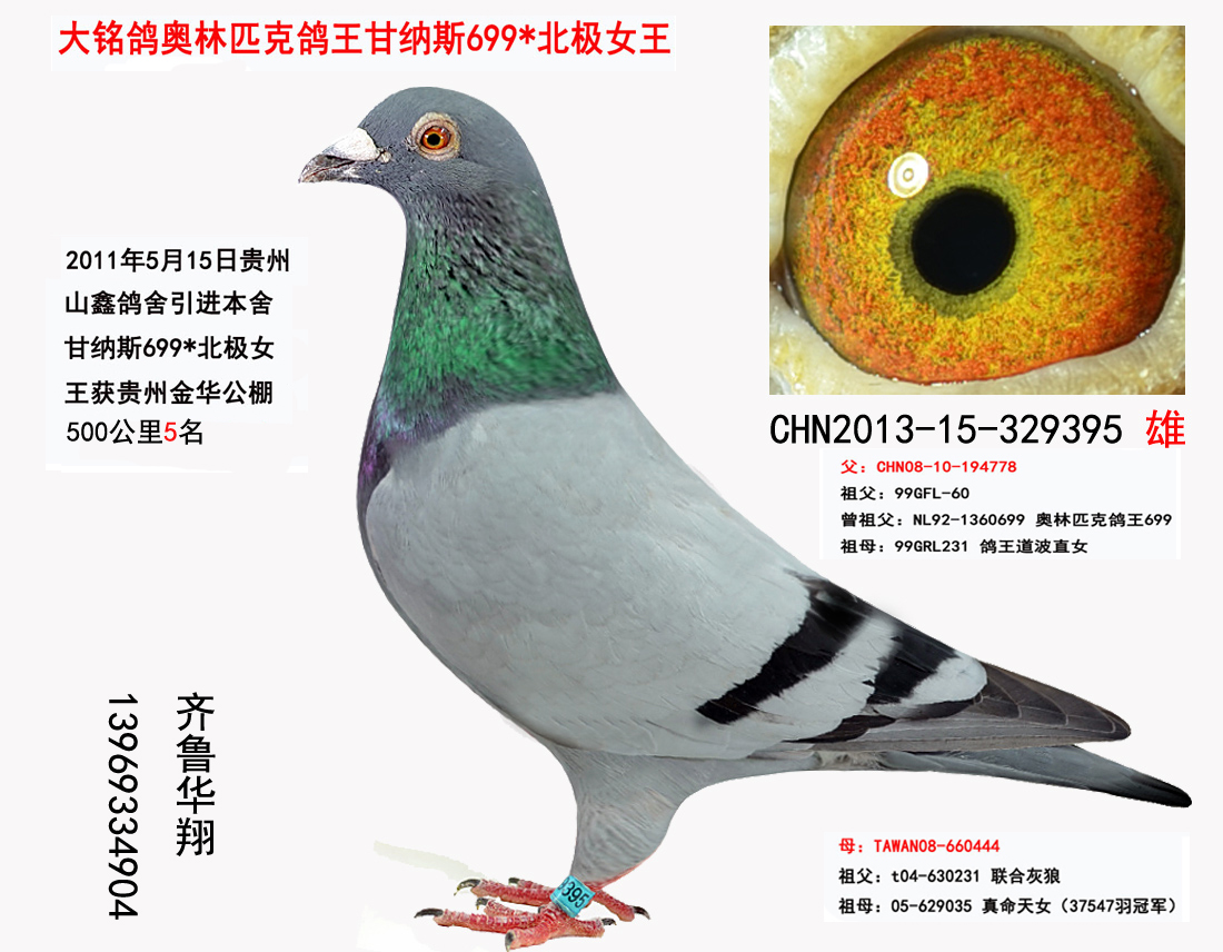 大铭鸽甘纳斯699*北极女王 保证金级 拍卖
