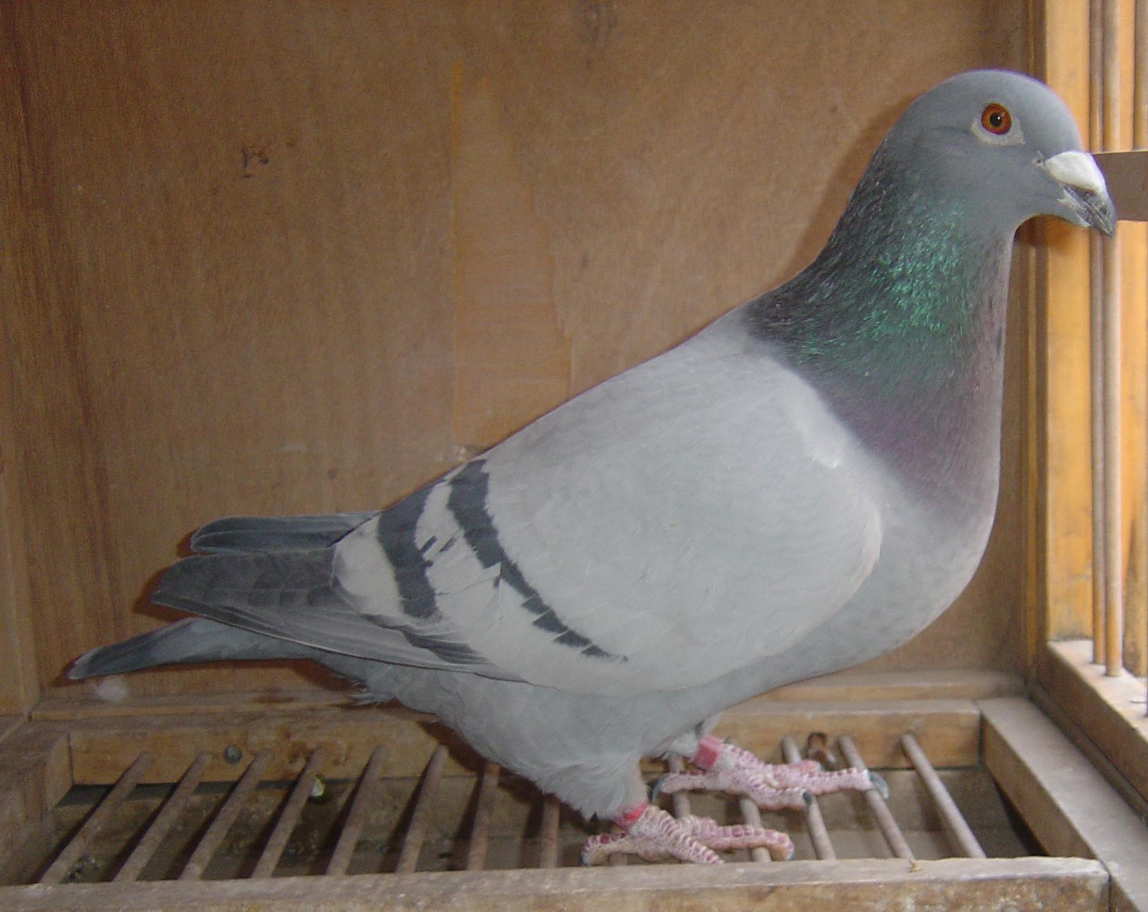 【林波尔公牛】 保证金级 拍卖