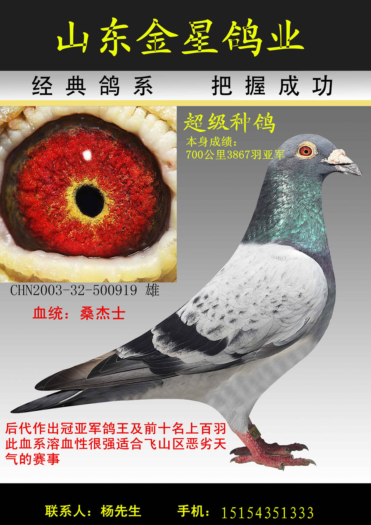 金星鸽业实战桑杰士838超级种雄 保证金级 拍卖