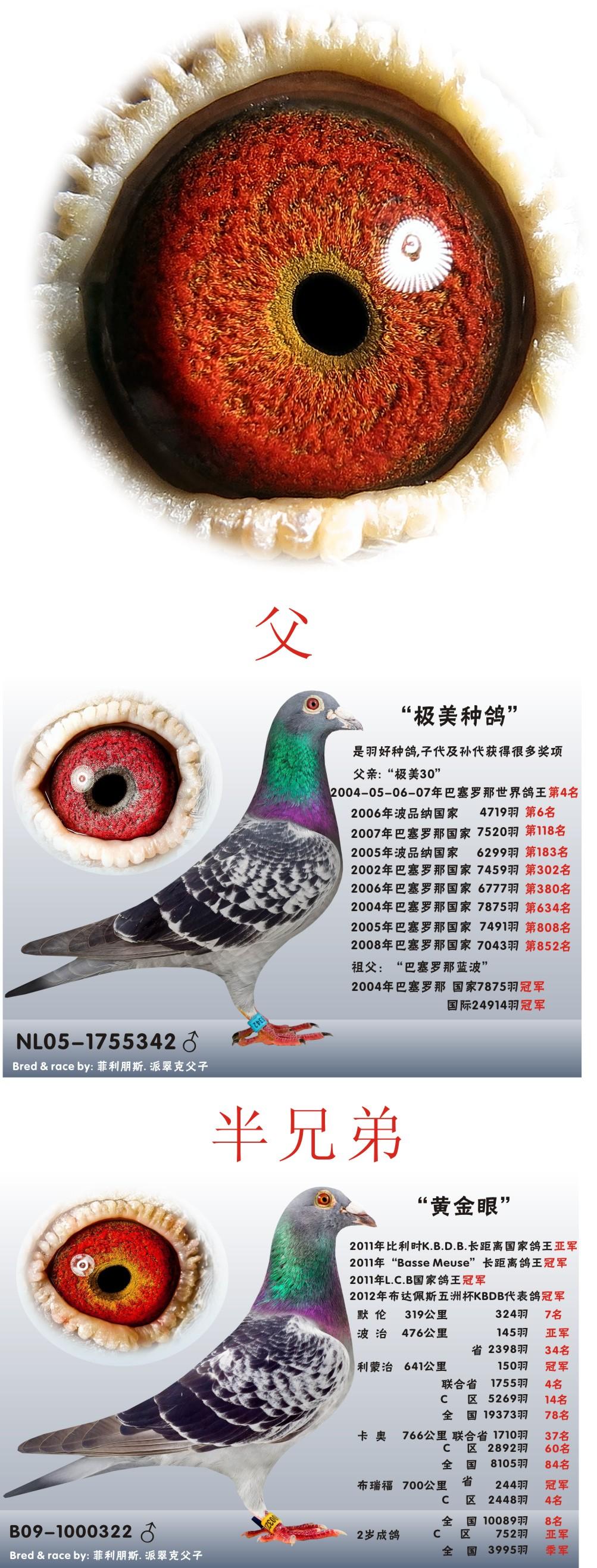 派翠克-7 保证金级 拍卖