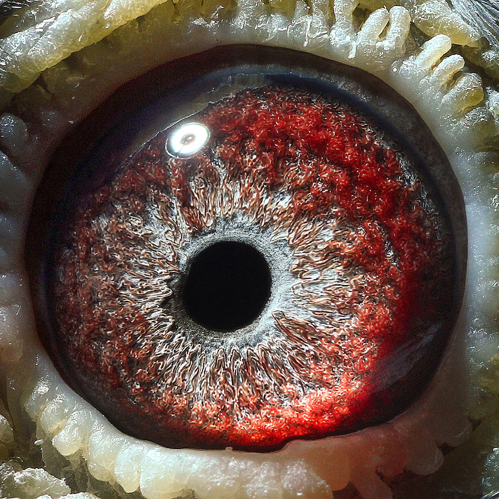 8,乔思·托内 飞奴精品回血种鸽 保证金级 拍卖