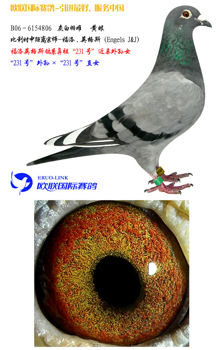 英格斯原舍231孙女 保证金级 拍卖