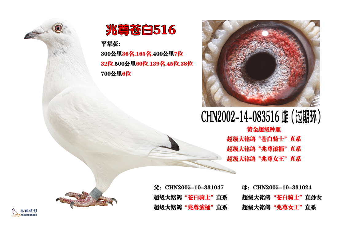 兆尊苍白516 保证金级 拍卖