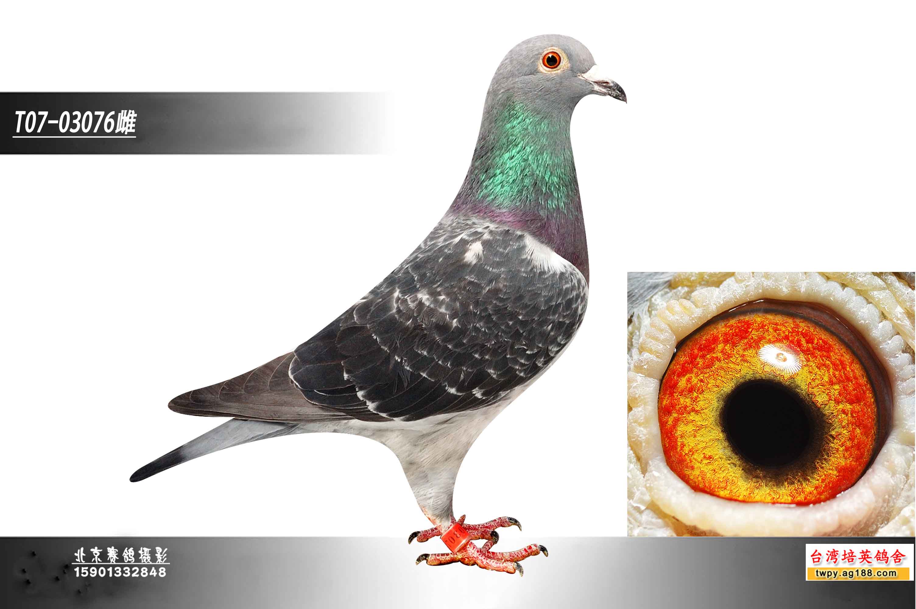 >> 查看拍卖商品