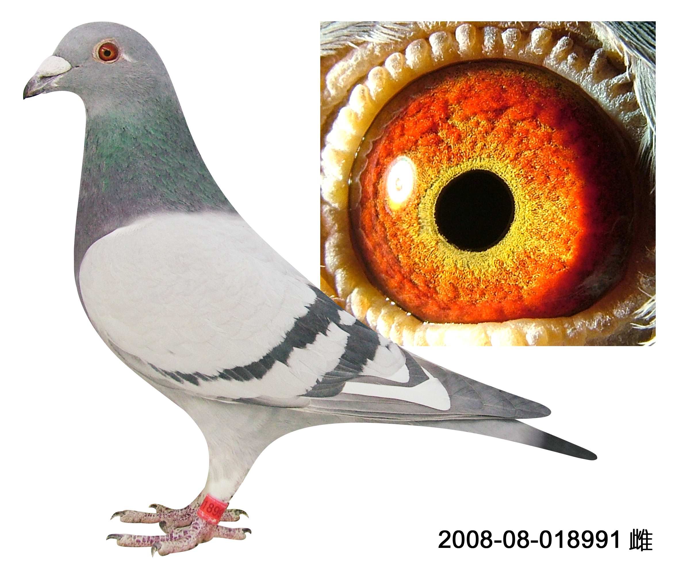 信鸽在线拍卖平台 - 中国信鸽信息网