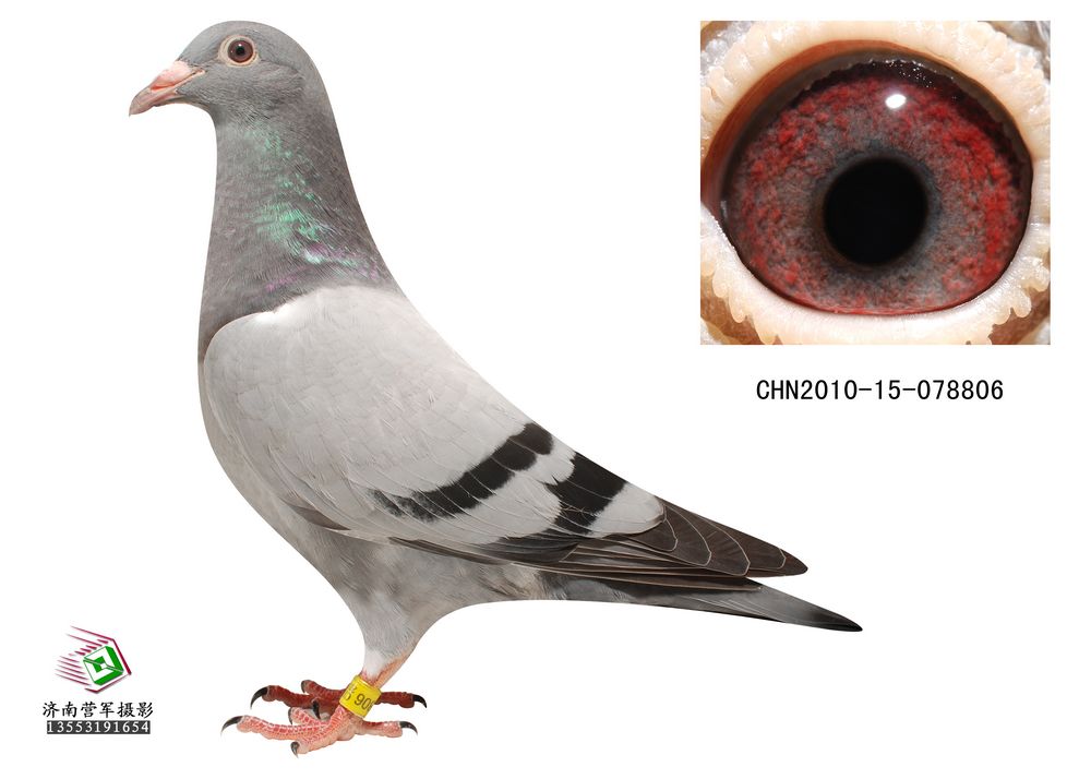 母亲:德拉帕飞毛腿妹 首 页  铭 鸽  新鸽上架  推荐铭鸽  定价鸽