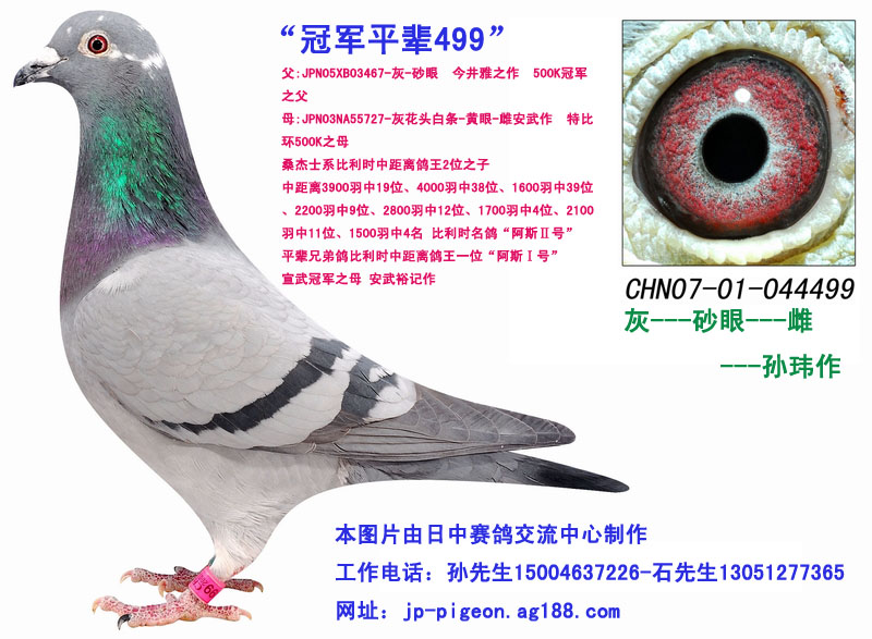 在线拍鸽会员登录