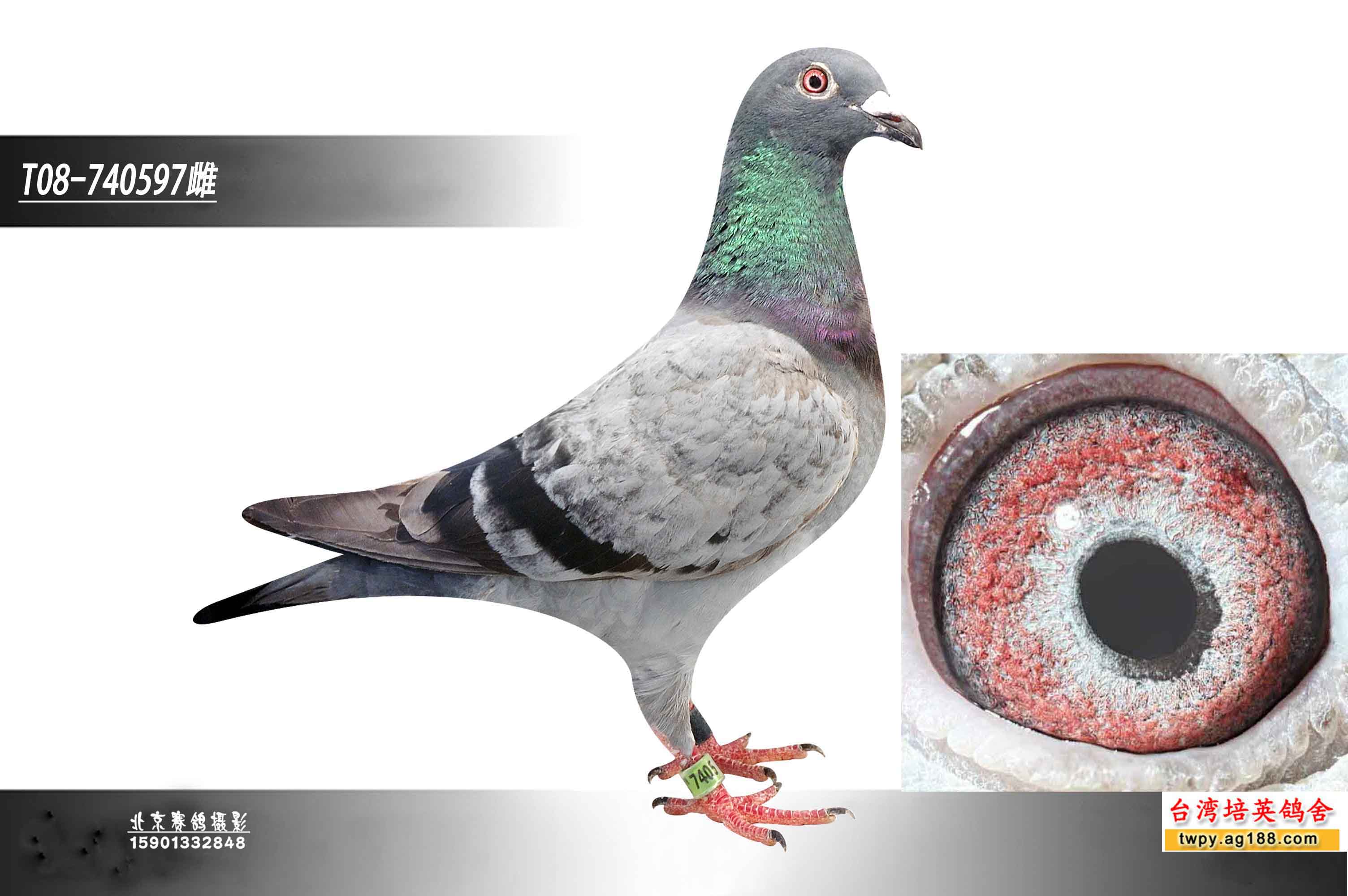 沈王爷的父亲拟人图图片大全 沈王爷拟人头发造型 伽罗拟.