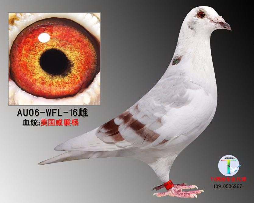 威廉杨16 保证金级 拍卖