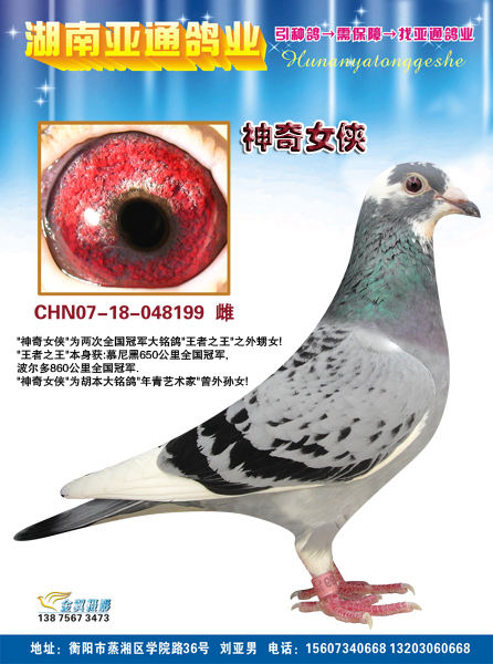 大名鸽汤姆公爵曾孙:"神奇女侠" 保证金级 拍卖
