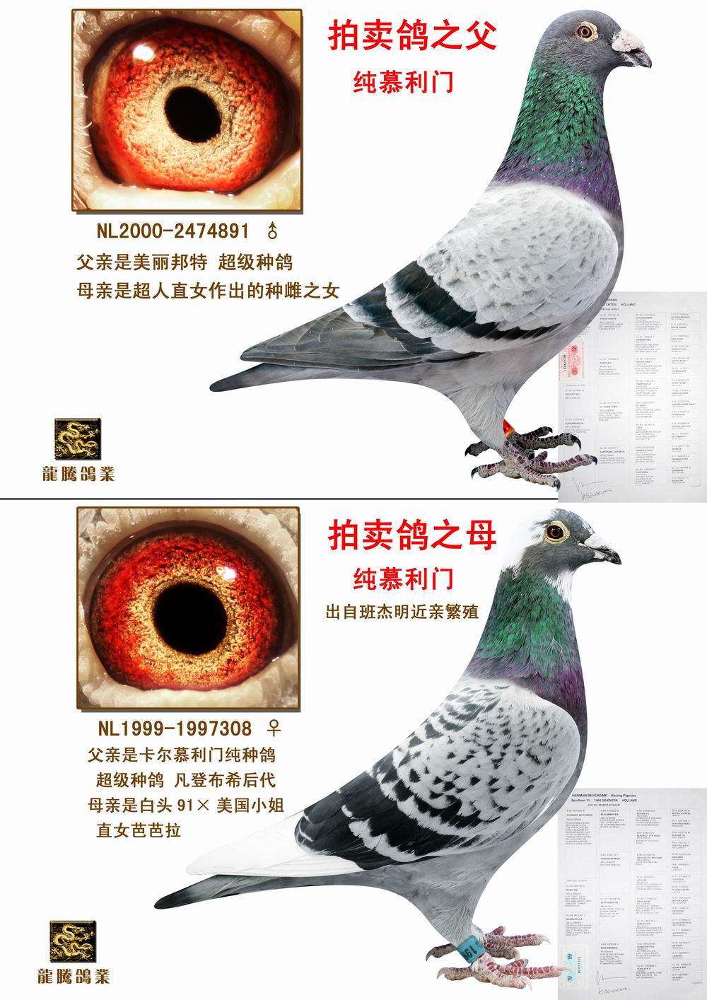 纯慕利门 保证金级 拍卖