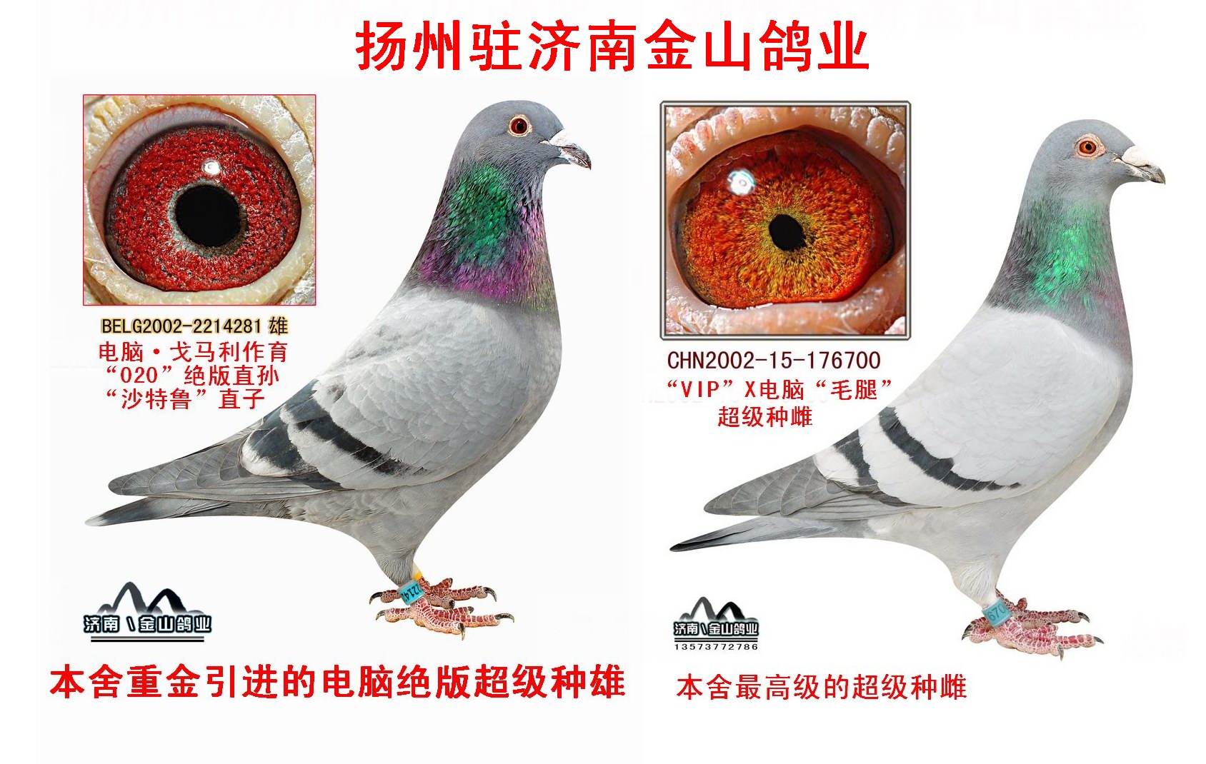 电脑"020"x电脑"毛腿" 保证金级 拍卖