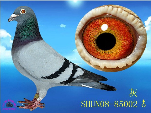 台湾鑫业集团在线拍鸽