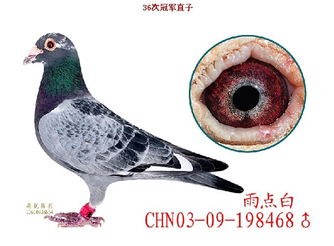 台湾鑫业集团在线拍鸽