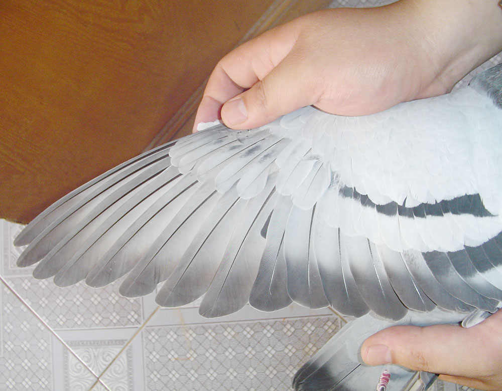 詹森-009019_上海金盾鸽舍_ag188.com爱鸽商城_中国信鸽信息网