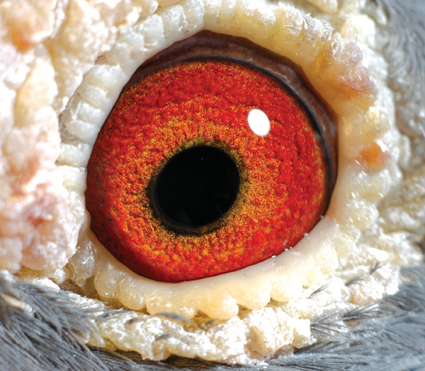 鸽眼〔点击放大