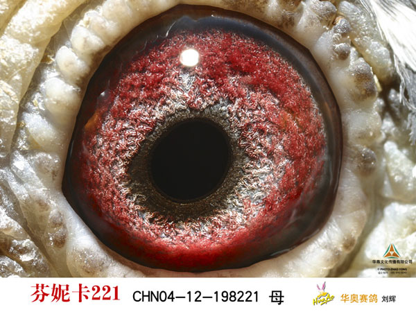 芬尼卡221