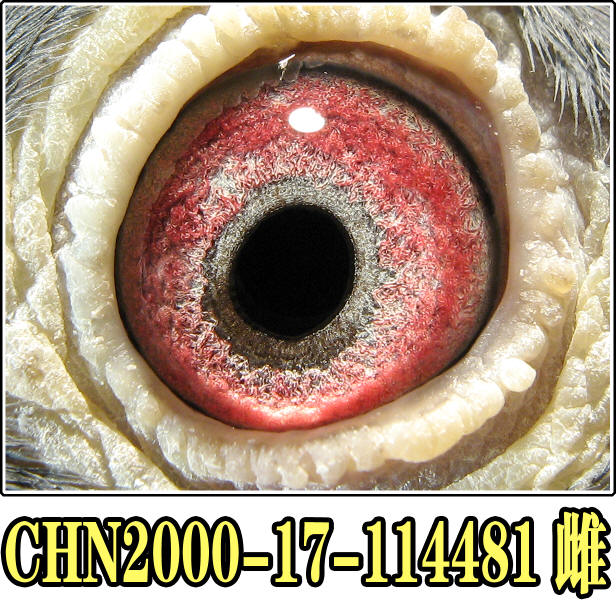 700公里雌鸽组冠军