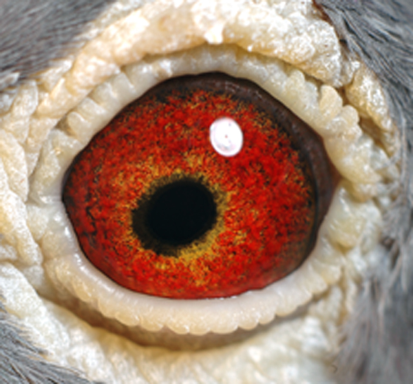 鸽眼[点击放大]