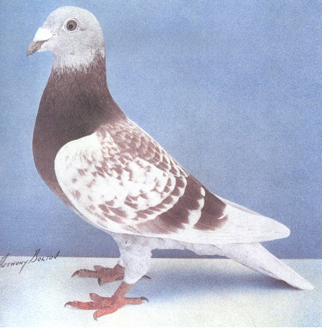 202祖母红蝴蝶号